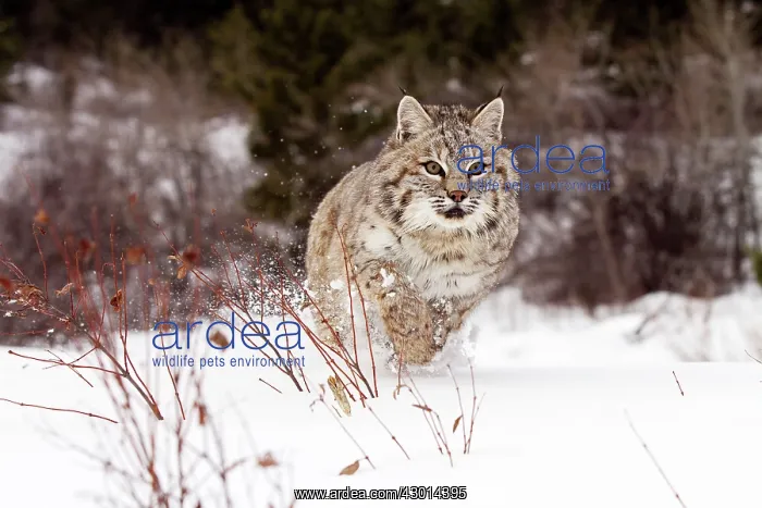 : Bobcat running through the snow - North America : Bobcat running through the snow - North America