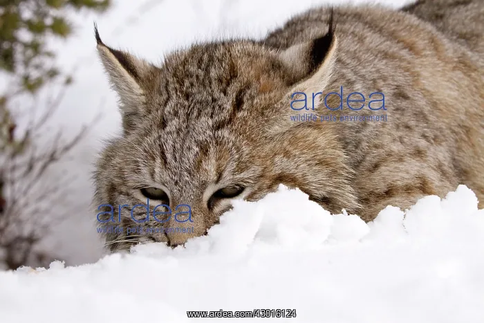  : Bobcat in snow. USA
