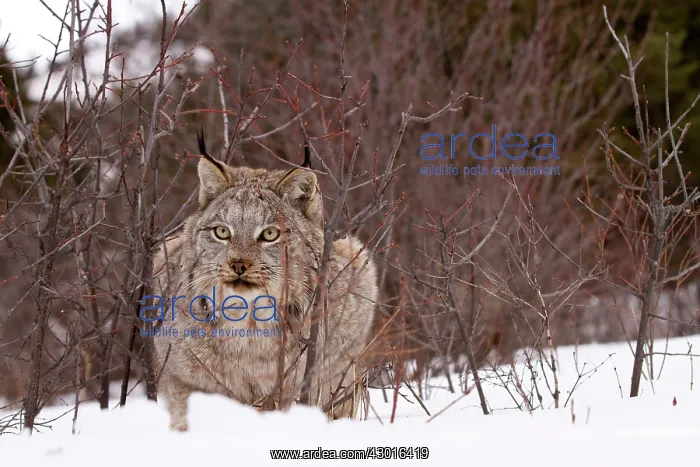  : Bobcat in snow. USA