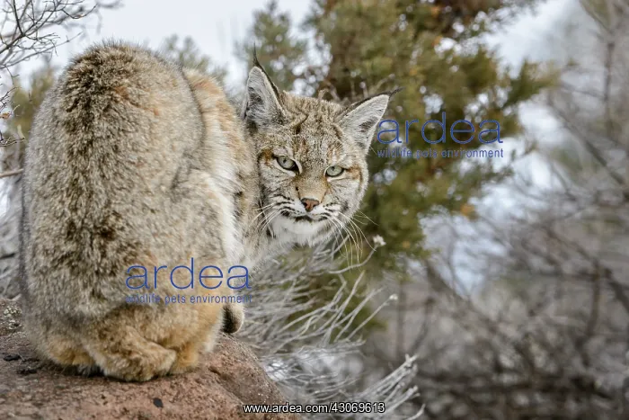 : Bobcat (Lynx rufus) looking back before leaping off rock : Bobcat (Lynx rufus) looking back before leaping off rock