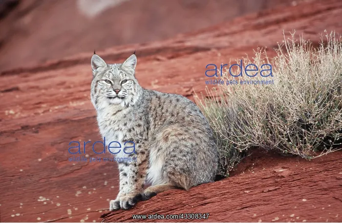 : BOBCAT : BOBCAT