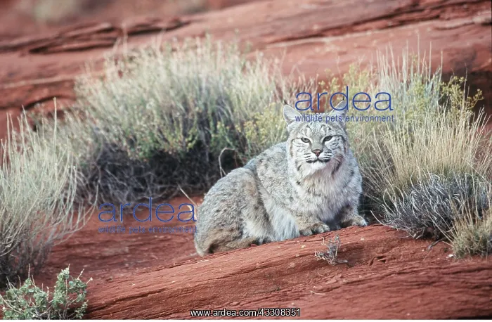 : BOBCAT : BOBCAT