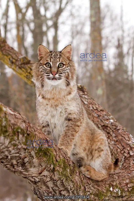 : Bobcat - climbing tree : Bobcat - climbing tree