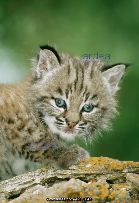 : BOBCAT - close-up of kitten : BOBCAT - close-up of kitten