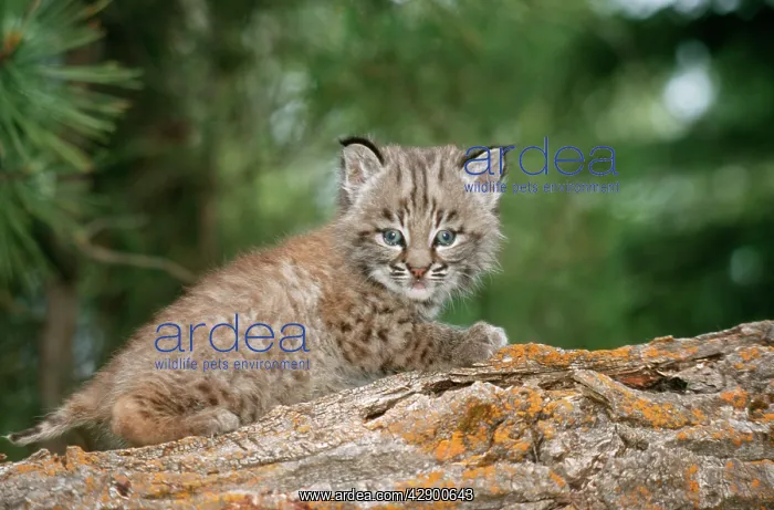 : BOBCAT - cub climbing on rock, 1 month old : BOBCAT - cub climbing on rock, 1 month old