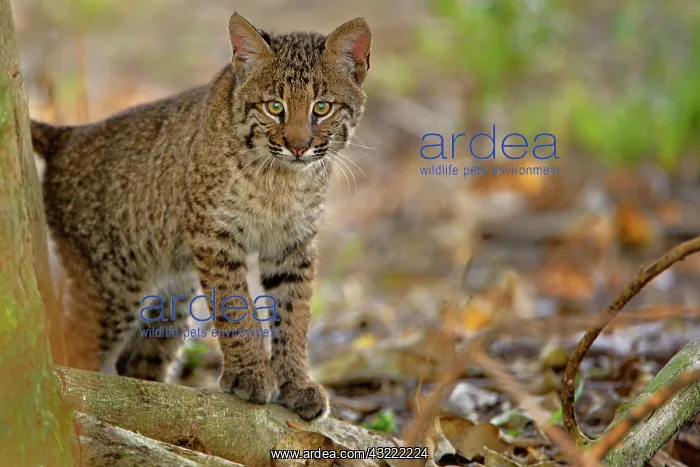 : Bobcat, Felis rufus, Wakodahatchee Wetlands : Bobcat, Felis rufus, Wakodahatchee Wetlands