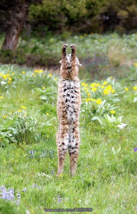 : Bobcat - on hind legs : Bobcat - on hind legs
