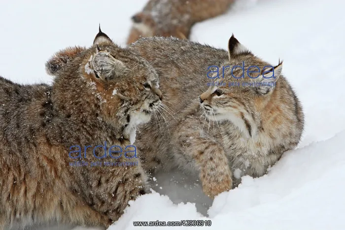 : Bobcat - two interacting : Bobcat - two interacting
