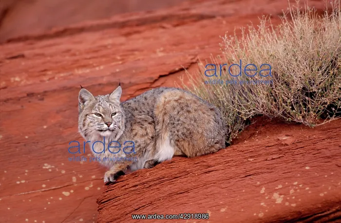 : Bobcat - Lying on rock : Bobcat - Lying on rock
