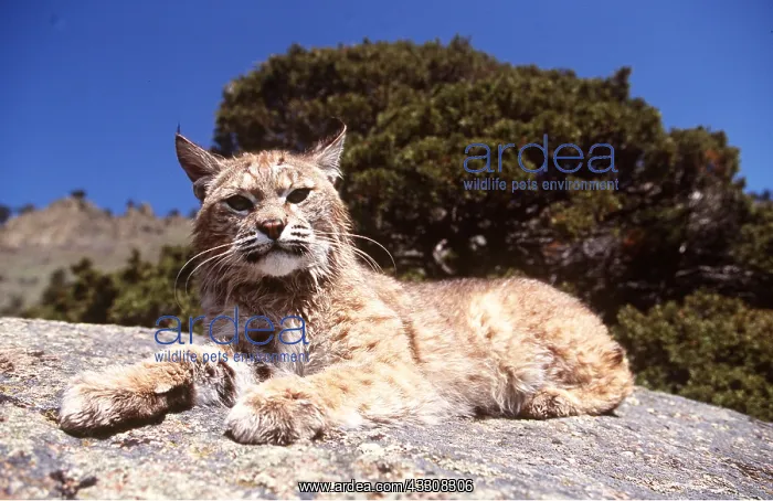 : BOBCAT - lying on rock : BOBCAT - lying on rock