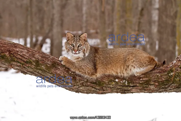 : Bobcat - lying on tree branch in snow : Bobcat - lying on tree branch in snow