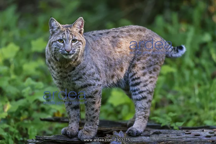 : Bobcat (Lynx rufus). Pacific Northwest forest : Bobcat (Lynx rufus). Pacific Northwest forest