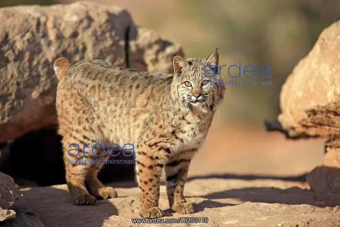 : Bobcat (Lynx rufus) standing on a rock, captive : Bobcat (Lynx rufus) standing on a rock, captive