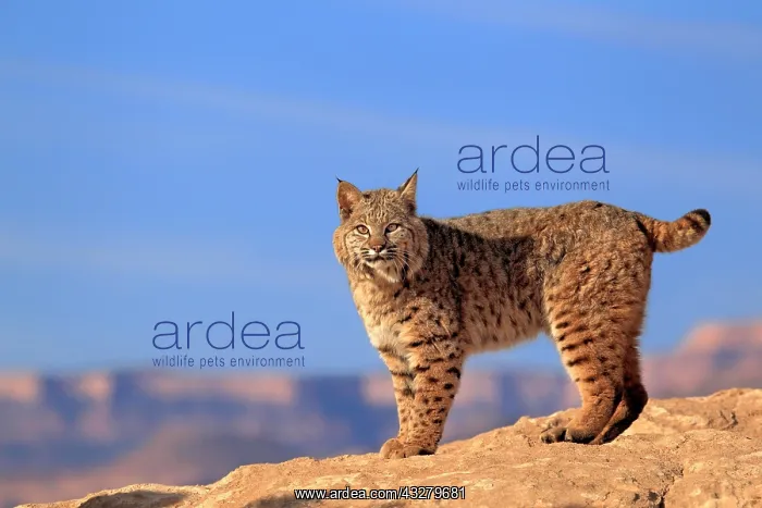 : Bobcat (Lynx rufus) standing on a rock, captive : Bobcat (Lynx rufus) standing on a rock, captive