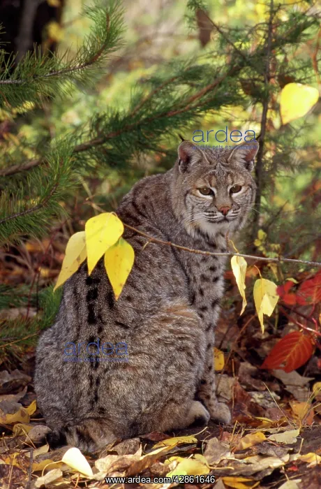 : Bobcat / Red Lynx : Bobcat / Red Lynx