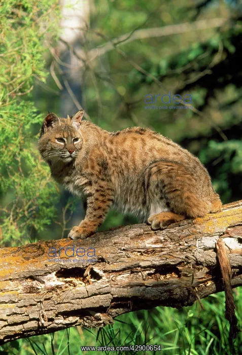 : Bobcat / Red Lynx : Bobcat / Red Lynx