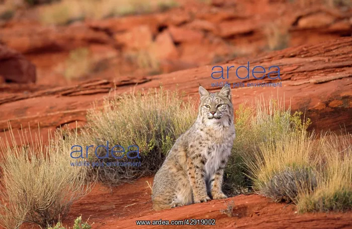 : Bobcat / Red Lynx : Bobcat / Red Lynx