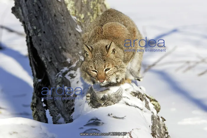  : Bobcat - with ruffed Grouse (Bonasa umbellus)