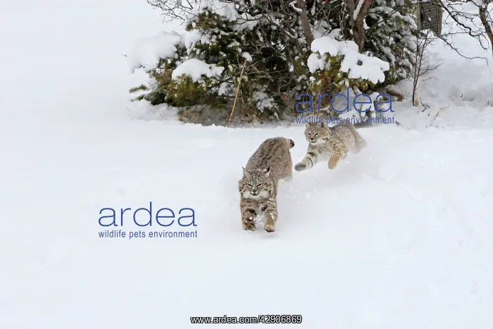 : Bobcat - two running through snow : Bobcat - two running through snow
