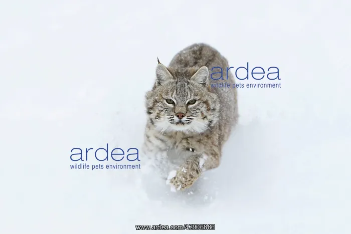 : Bobcat - running through snow : Bobcat - running through snow