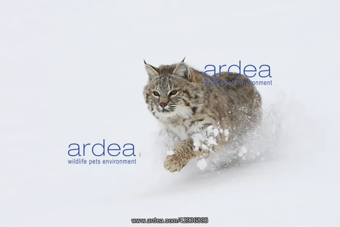: Bobcat - running through snow : Bobcat - running through snow