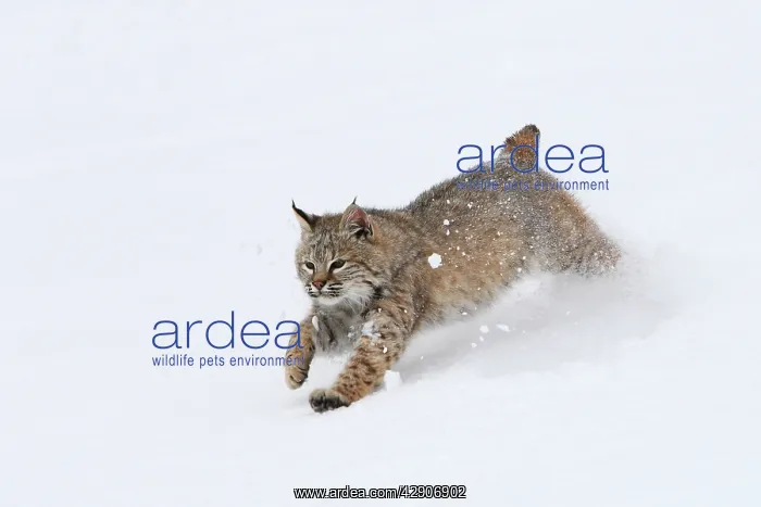 : Bobcat - running through snow : Bobcat - running through snow