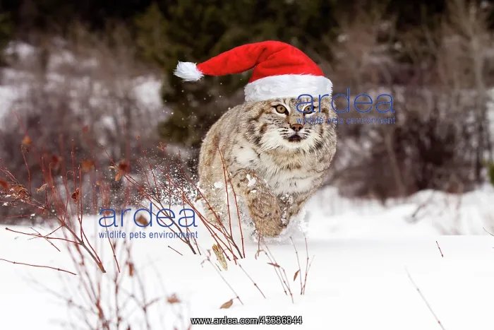 : Bobcat running through the snow wearing a red Ch : Bobcat running through the snow wearing a red Ch