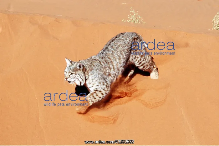 : BOBCAT - on sand dune : BOBCAT - on sand dune
