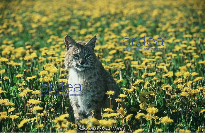 : BOBCAT - sitting in dandelions : BOBCAT - sitting in dandelions