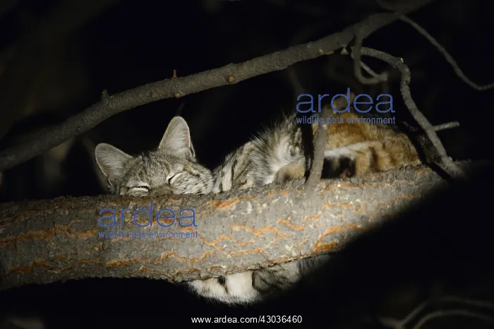 : Bobcat sleeping in a tree - Bobcat sleeping in a : Bobcat sleeping in a tree - Bobcat sleeping in a