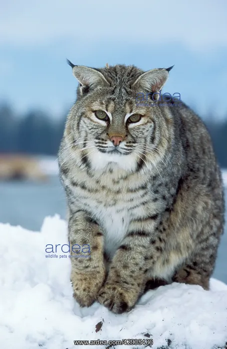  : BOBCAT - in snow