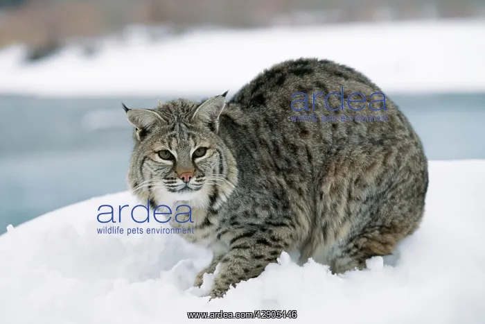 : BOBCAT - in snow : BOBCAT - in snow