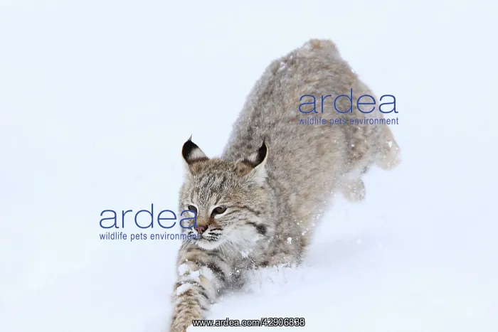 : Bobcat - in snow : Bobcat - in snow
