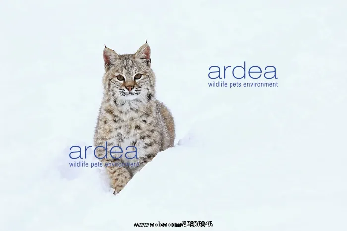 : Bobcat - in snow : Bobcat - in snow