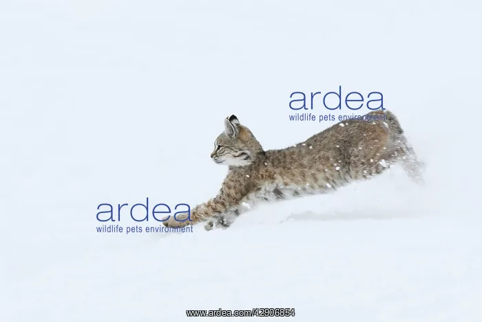 : Bobcat - in snow : Bobcat - in snow
