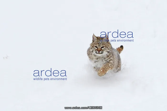 : Bobcat - in snow : Bobcat - in snow