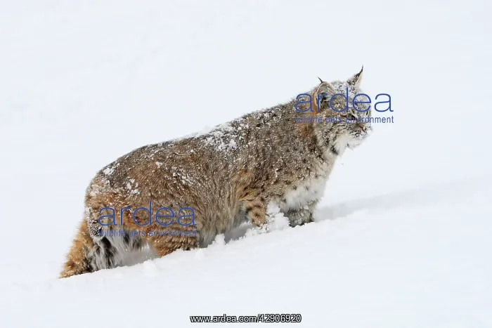 : Bobcat - in snow : Bobcat - in snow