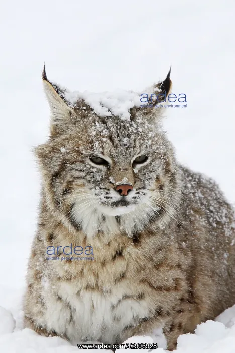 : Bobcat - in snow : Bobcat - in snow