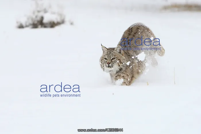 : Bobcat - in snow : Bobcat - in snow