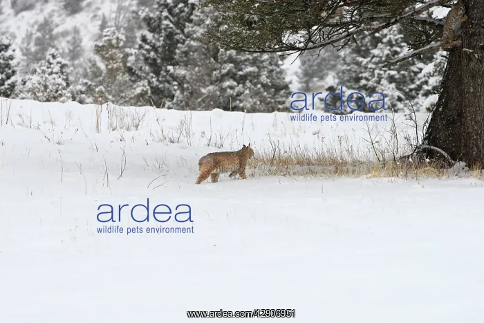 : Bobcat - in snow : Bobcat - in snow