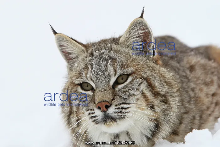 : Bobcat - in snow : Bobcat - in snow
