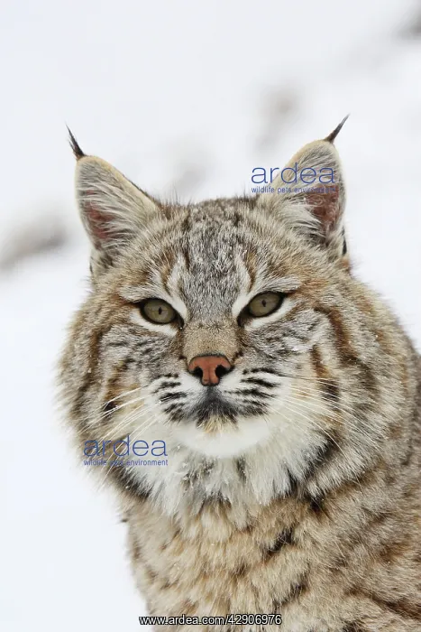 : Bobcat - in snow : Bobcat - in snow