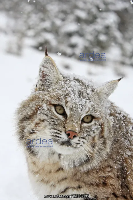  : Bobcat - in snow