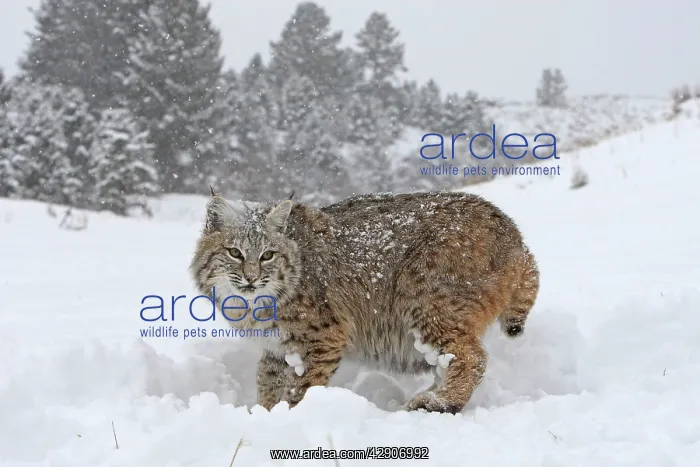 : Bobcat - in snow : Bobcat - in snow