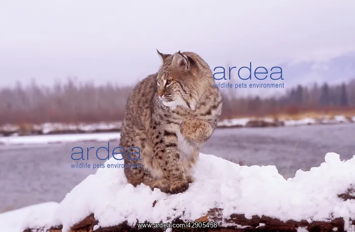 : BOBCAT - in snow, lake behind, sitting with one paw raised : BOBCAT - in snow, lake behind, sitting with one paw raised