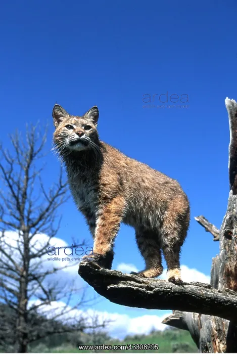 : BOBCAT - standing on branch : BOBCAT - standing on branch