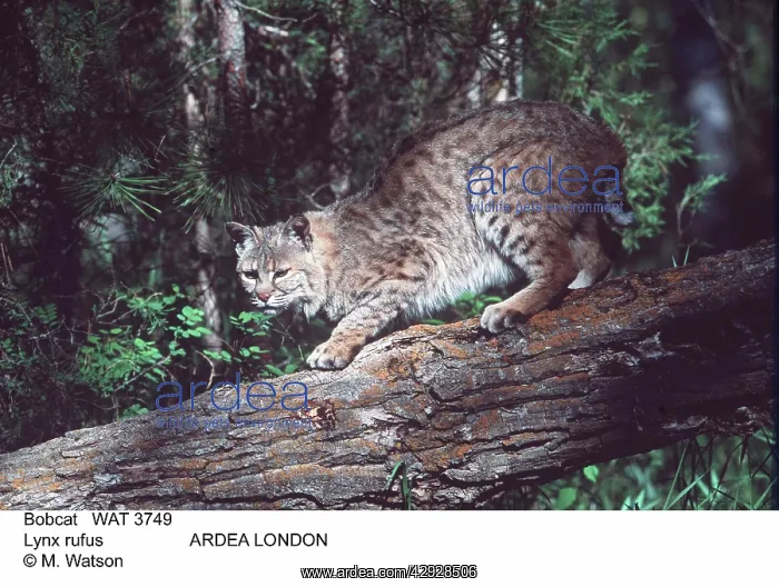  : BOBCAT - on tree trunk