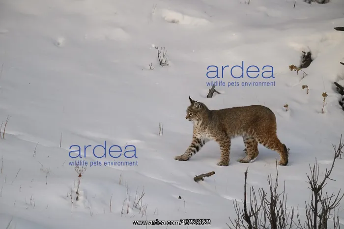 : Bobcat walking through snow in winter - Bobcat walking : Bobcat walking through snow in winter - Bobcat walking
