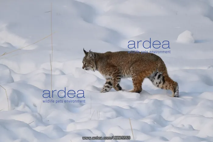 : Bobcat walking through snow in winter - Bobcat walking : Bobcat walking through snow in winter - Bobcat walking