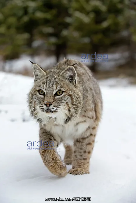 : Bobcat in winter snow Montana, USA